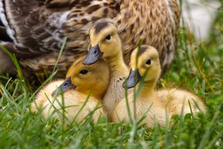 duck with chicks and water liliesの写真素材