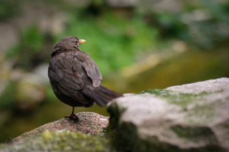 close up of blackbird waitng for somethingの写真素材