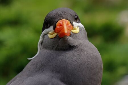 Inka Tern in a wildpark, cloesupの写真素材