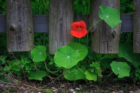 Orange Bloomed Nasturtium in Gardenの写真素材