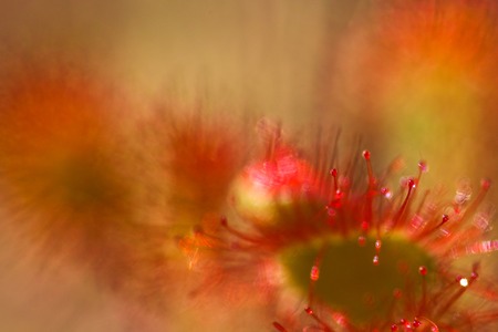 Sundew (Drosera) lives on swamps insects sticky leaves. Leaf of Sundew.の写真素材