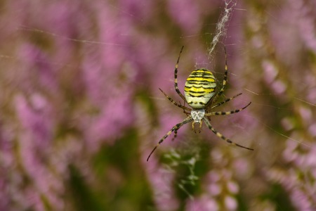 Argiope bruennichi wesp spider in erikaの写真素材
