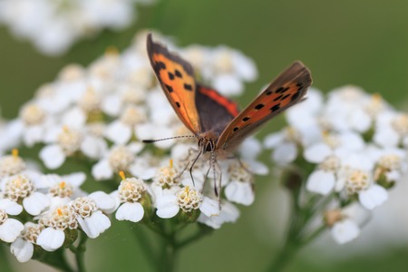 , Small copper sitting on a flowerの写真素材