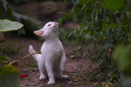 Adorable white kitten with big eyesの写真素材