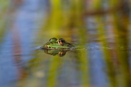 Grass frog reflection- Bruine kikker - Rana temporaria