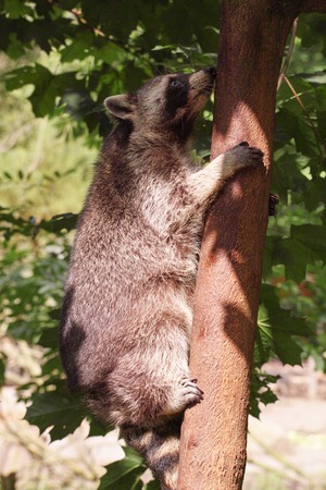 A little cheeky of Raccoonsの写真素材