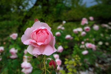Pink rose in a beautiful gardenの写真素材
