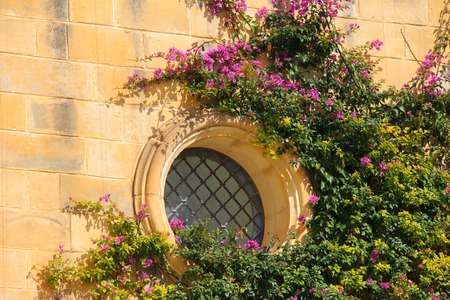 Picturesque facade with colorful purple bougainvillea flower inside the ancient fortified city of Mdina, Malta. Maltese architectureの写真素材