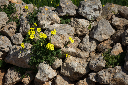 Dingli cliffs in Malta.の写真素材