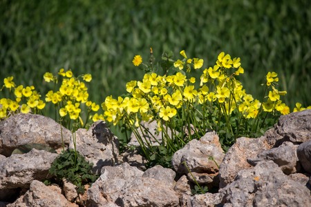 Dingli cliffs in Malta.の写真素材
