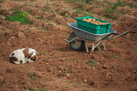 dog watching potatoes on maltaの写真素材