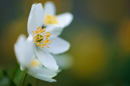 Anemone nemorosa the Wood anemone