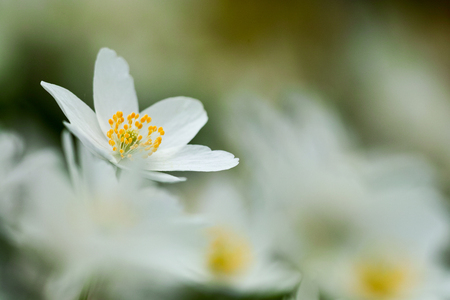 Anemone nemorosa the Wood anemoneの写真素材