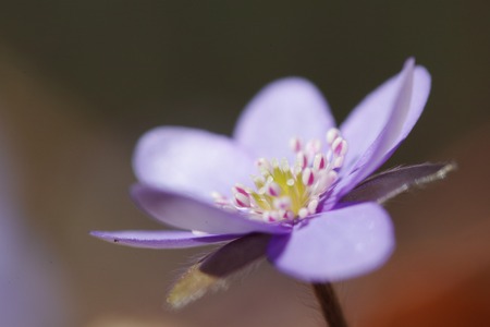 Common hepatica bunch flowering in spring