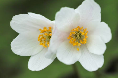 Anemone nemorosa the Wood anemoneの写真素材