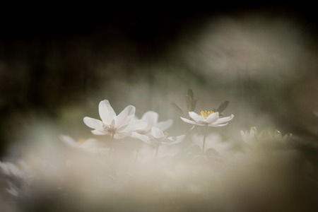 Anemone nemorosa the Wood anemoneの写真素材
