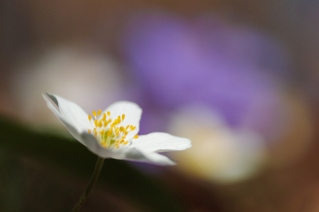 Common hepatica bunch flowering in springの写真素材