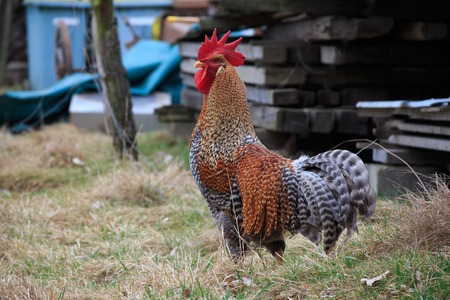 cock male birdの写真素材