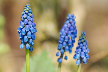 grape hyacinth close-up.の写真素材
