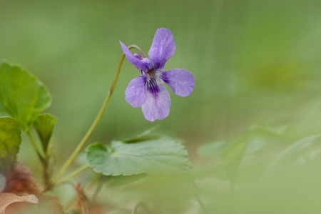 Viola blue flowerの写真素材