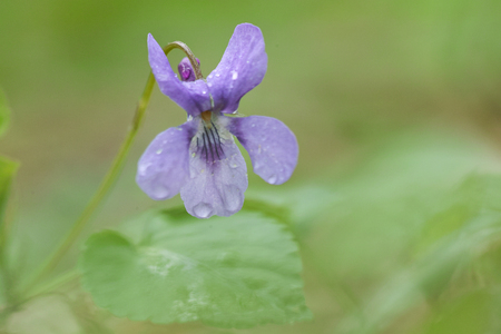 Viola blue flowerの写真素材