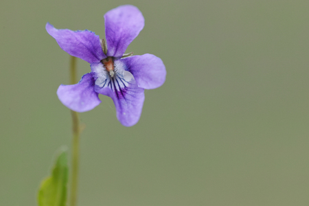 Viola blue flowerの写真素材