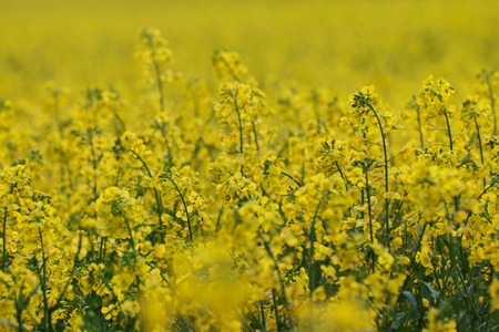Field of yellow flowering oilseed rape in spring time (Brassica napus). Close up of blooming canola, rapeseed plant landscape.の写真素材