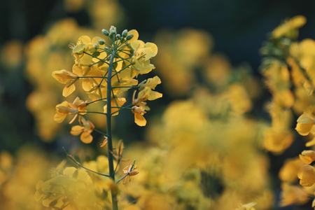 Field of yellow flowering oilseed rape in spring time (Brassica napus). Close up of blooming canola, rapeseed plant landscape.の写真素材
