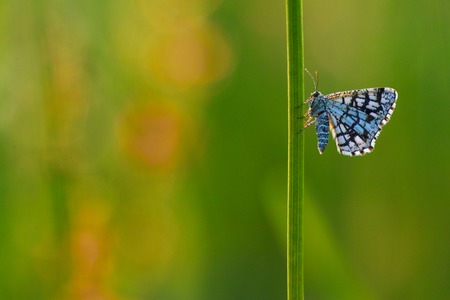 latticed heath butterflyxの写真素材