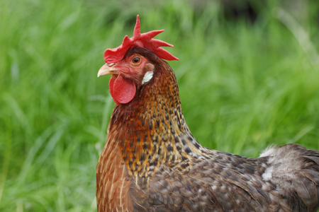 cock male birdの写真素材