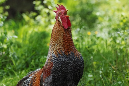 cock male birdの写真素材