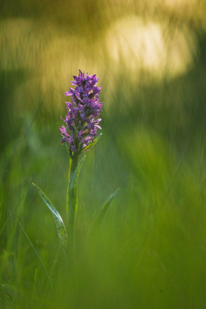 Western Marsh Orchidの写真素材