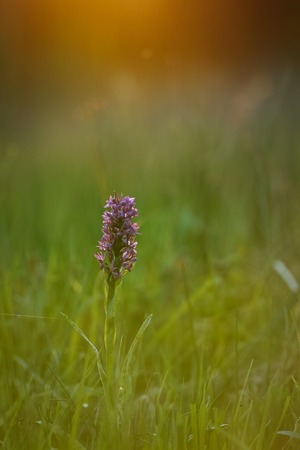 Western Marsh Orchidの写真素材