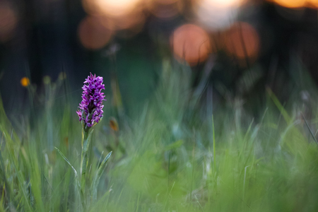 Western Marsh Orchidの写真素材
