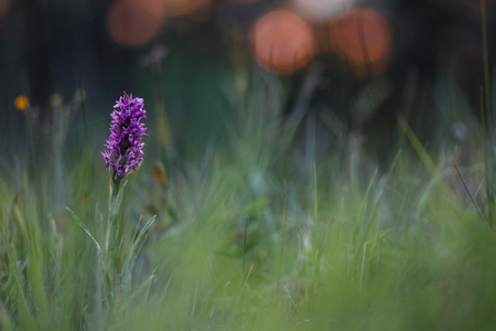 Western Marsh Orchidの写真素材
