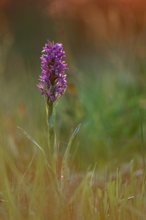 Western Marsh Orchidの写真素材