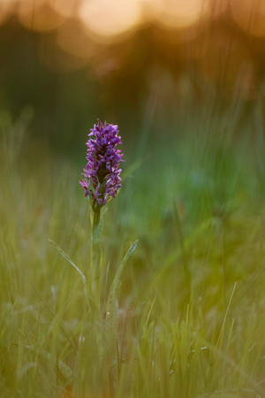 Western Marsh Orchidの写真素材