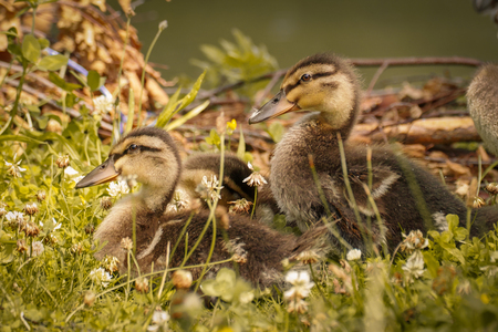 sweet little ducklingsの写真素材