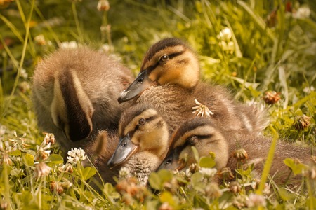 sweet little ducklingsの写真素材