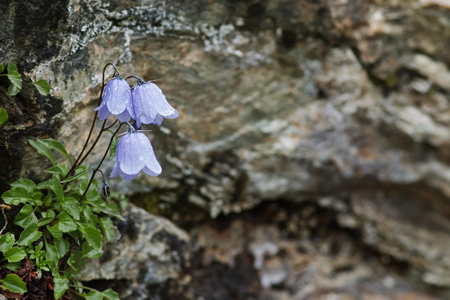 Flower of a Bearded Bellflower Campanula barbataの写真素材