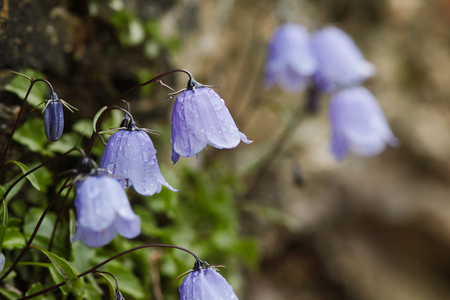 Flower of a Bearded Bellflower Campanula barbataの写真素材
