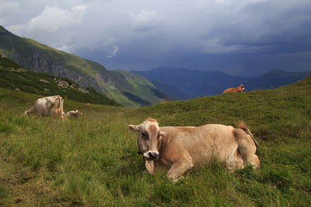 Alpine brown cow on green meadow, Austriaの写真素材