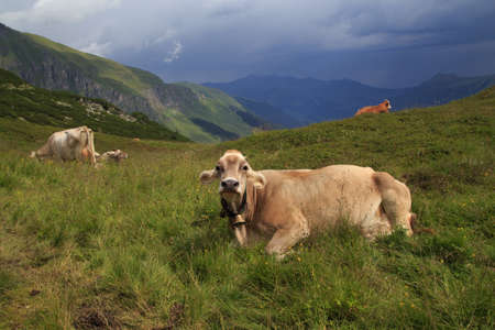 Alpine brown cow on green meadow, Austriaの写真素材