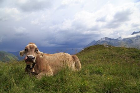 Alpine brown cow on green meadow, Austriaの写真素材