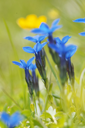 wild Gentian flowers in austria Gentiana Acaulis,の写真素材