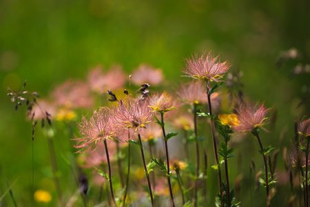 Faded cowhook Pulsatilla vulgaris austriaの写真素材
