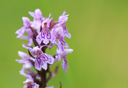Portraid Western marsh orchid - Dactylorhiza majalis - Breitblaettriges Knabenkrautの写真素材