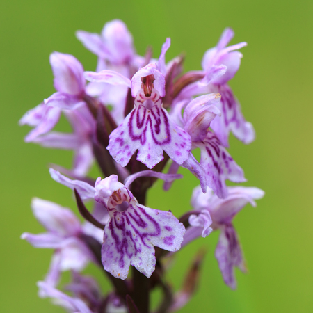 Portraid Western marsh orchid - Dactylorhiza majalis - Breitblaettriges Knabenkrautの写真素材