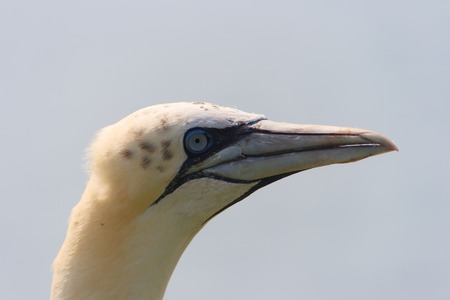 northern gannets, morus bassanus, Helgolandの写真素材