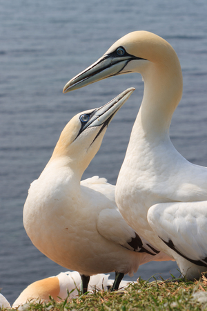 northern gannets, morus bassanus, Helgolandの写真素材